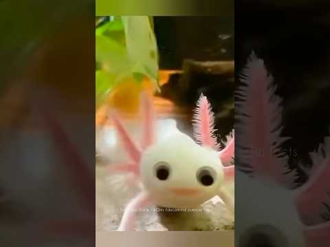 Axolotl Superpower animal 😳 #telugufacts #factsintelugu #amazingfacts #shorts #tejfacts