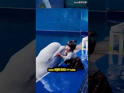 Beluga  Si Lumba-Lumba Putih yang Hanya Ingin Membuat Manusia Tersenyum 🐋💙 #shorts #kisahinspiratif