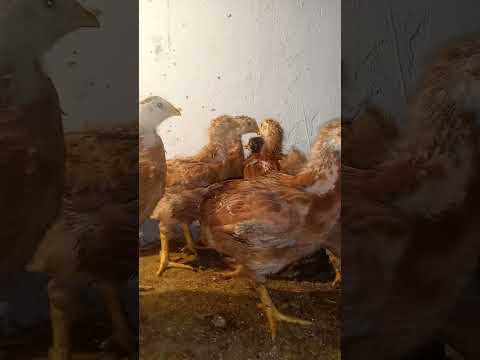 cada vez más grande los finqueros...🐓🐓🐔🌳🌾🌽🌽 ##fincapig