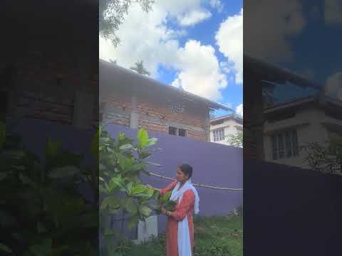 #Home garden #almond plant#zubeengarg song #shortvideo #natural lover#beautiful plant