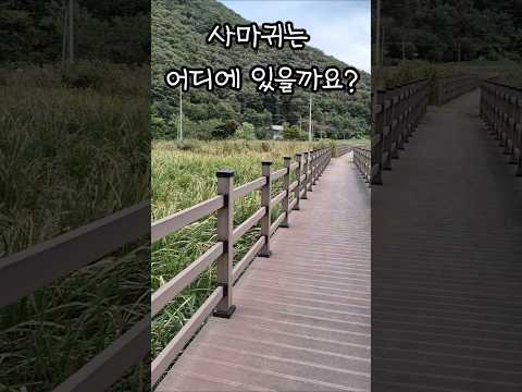 사마귀 찾기 #제발돼라 #사마귀 #사마귀키우기 #mantis #insects #곤충 #곤충채집