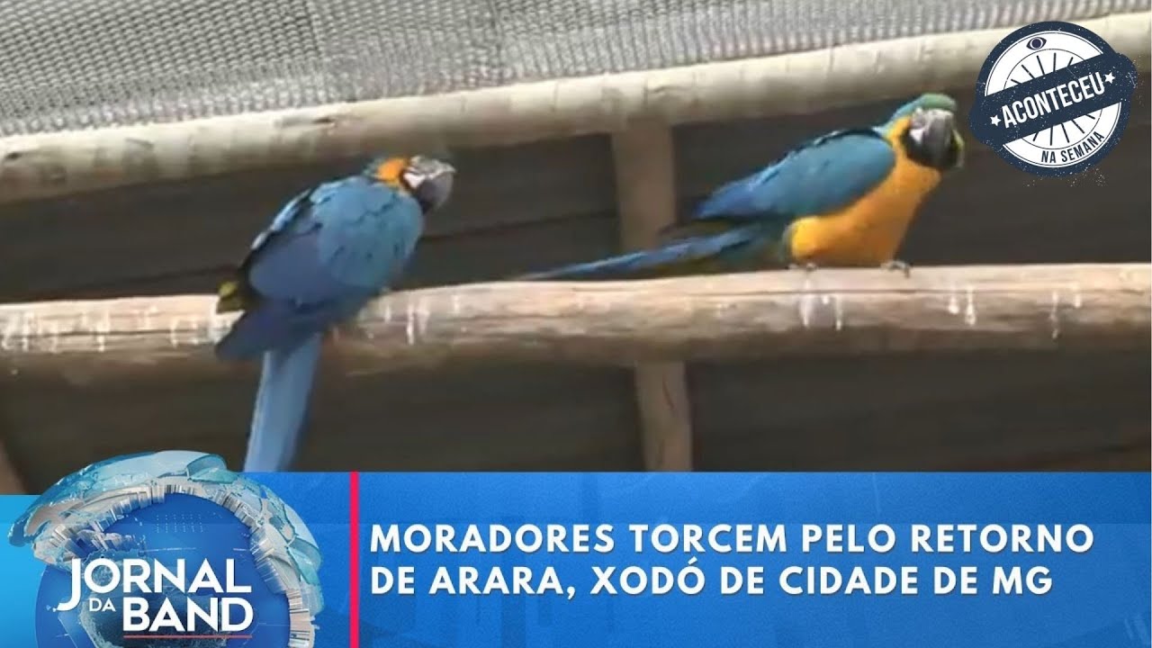 Moradores torcem pelo retorno de arara, xodó de cidade de MG | Aconteceu na Semana