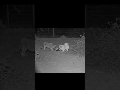 Pomerania en la jaula de los leones