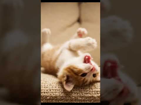 Funny White and Orange Kitten on Couch