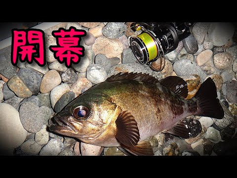 良型メバル＆集魚灯アジングで爆釣するための実験　#釣り　#メバリング　#アジング