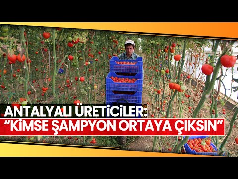 Tarlada 1-1,5 TL’den Çıkan Domates, Markette 8-10 TL’den Satılıyor-iha