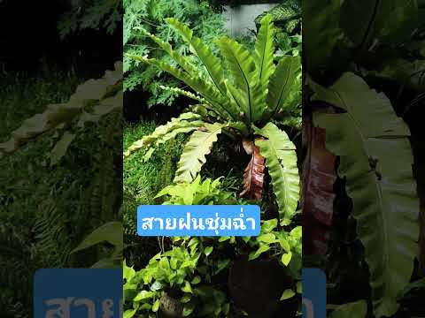 ธรรมชาติบำบัด#ผ่อนคลาย สุดๆ