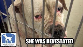 BETTY - The saddest dog in the shelter gets the happiest ending!