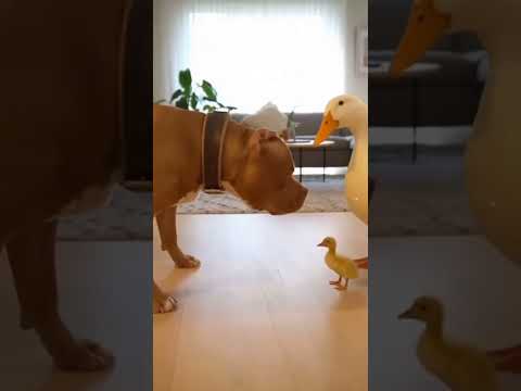 Pitbull laugh a duck and this happen #pitbull #duck #wildlife