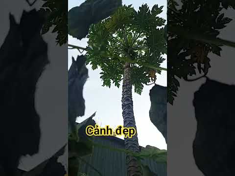 buổi sáng vui vẻ nghe nhạc hay cảnh đẹp nha a e