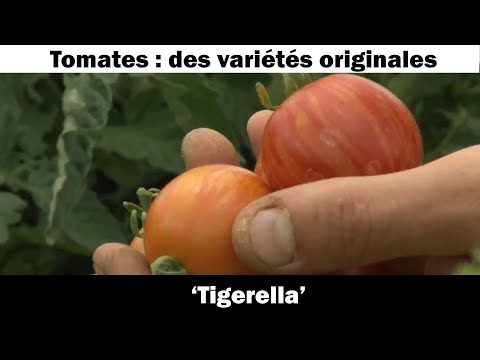 La tomate ' Tigerella ‘: culture et recette