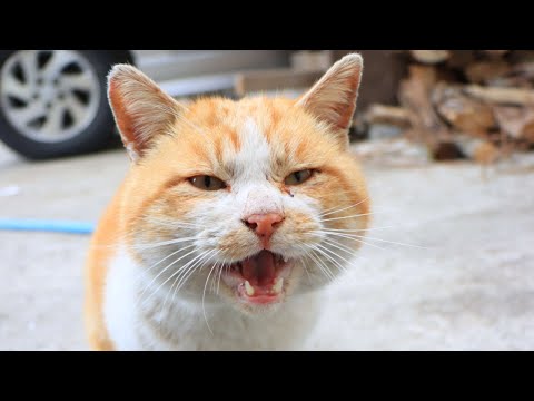 猫の動画サムネイル - 海の日　うずまきLIVE配信？　放置？　2025年07月21日