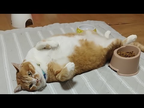 ぼーちゃんのライブ配信2025年9月13日｜かわいい猫の姿を楽しもう サムネイル