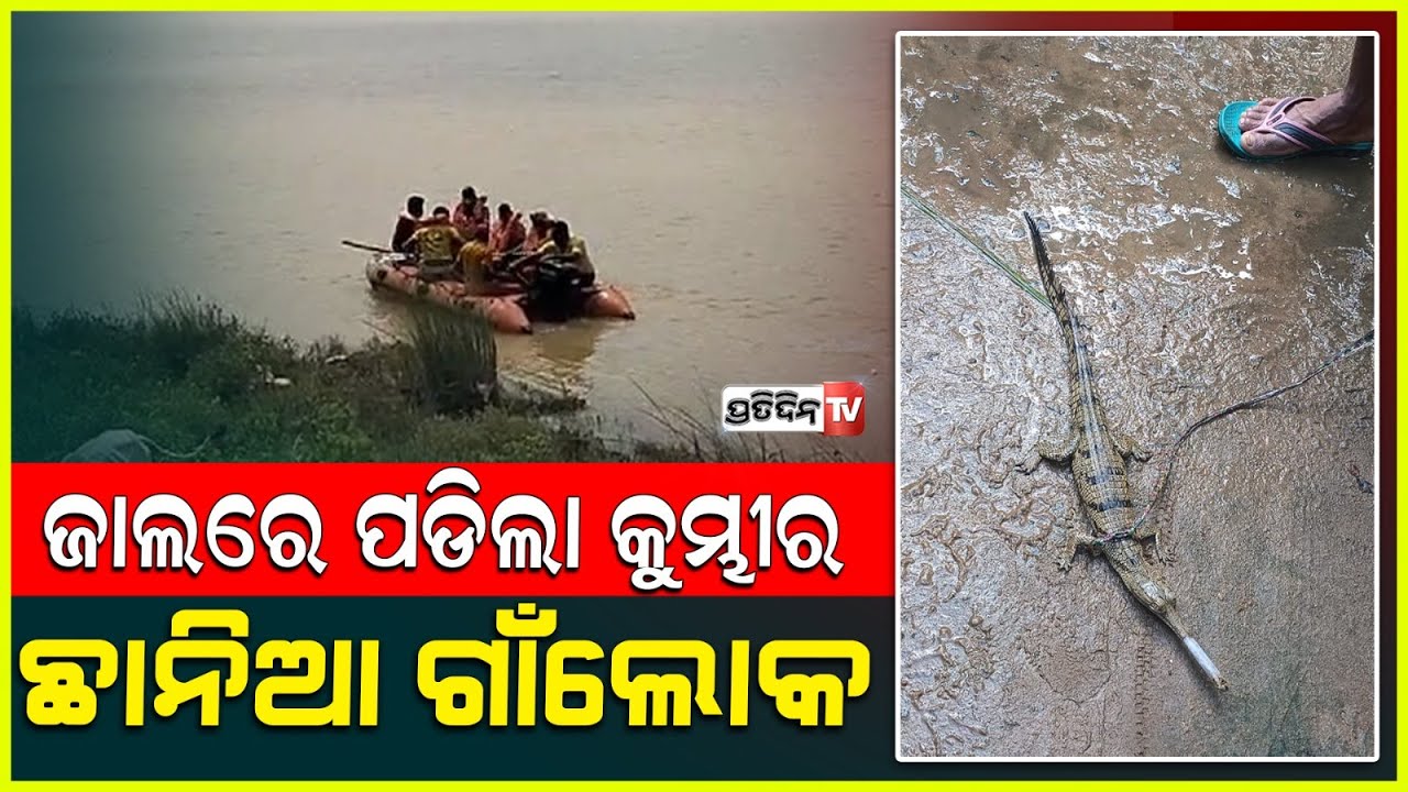 କେନ୍ଦ୍ରାପଡ଼ା ଲୁଣା ନଦୀରେ ଜାଲରେ ପଡ଼ିଲା କୁମ୍ଭୀର ଛୁଆ l Baby Crocodile Rescued In Kendrapara