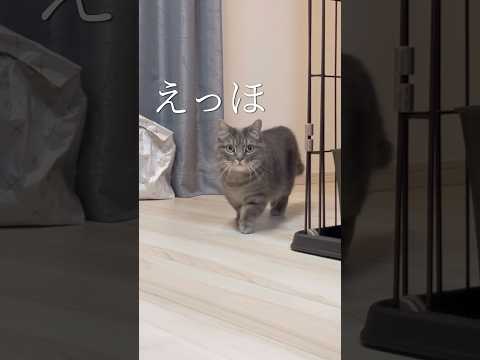 癒しの短動画で楽しむかわいい猫の仕草 サムネイル