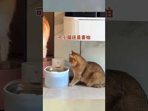 万物皆有灵,可能狗狗以为这是自己养的小猫咪呀,太可爱了。#画一个故事 #治愈系 #狗狗的心思都写在脸上了 #万物皆有灵性 #狗狗故事