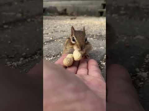 سنجاب ياكل فستق | السنجاب الصغير | سنجاب كيوت | اصغر سنجاب | squirrel 🐿