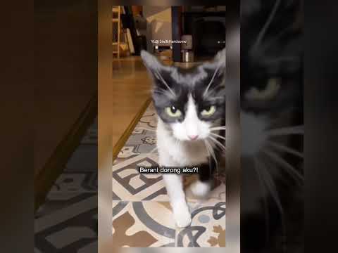 kucing ini di dorong #shorts #short