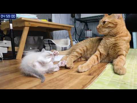 【2026.6.6】猫カビかも。ブラックライトで光った。Im going to the vet on Monday because it glowed under a black light.