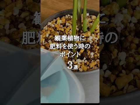 【使い方を間違えると枯れることも】観葉植物に肥料を与える時の大事なポイント3選 #shorts  #観葉植物育て方  #インテリアグリーン