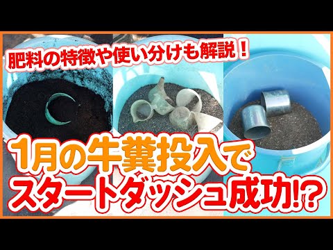 1月の牛糞投入がカギ!土作り成功のコツと肥料の選び方をわかりやすく解説【シェア畑】【農園ライフ】