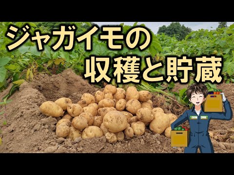 【ジャガイモの収穫と貯蔵】今年はまずまずの収穫量になりそうです。