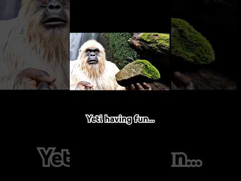 Yeti collecting aquatic plants #shorts 🦍🍀 Yeti is obviously having fun looking for aquarium plants...maybe 

#aquaticplants #aquarium