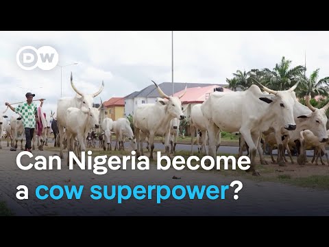 Nigeria has 20 million cows, so why does it rely on imports? | DW News