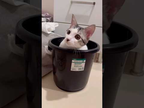 バケツがお気に召した子猫 #子猫 #保護猫 #捨て猫