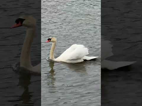Swan 🦢 #swan #lake #fypviral #fyp #swimming #fyp #fypシ#fypシ゚viral