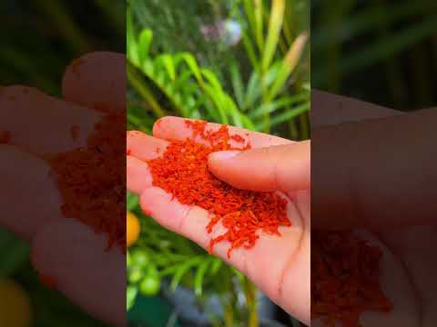 como usar la semilla de aguacate rayada #jardin #plantas