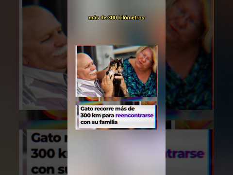El gato que viajó más de 300 km para volver a casa” 🐈⬛🏠