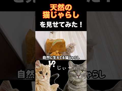 猫の動画サムネイル - 猫たちの反応が違いすぎて...😂#shorts #猫 #猫のいる暮らし