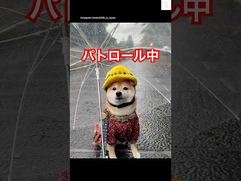 柴犬がヘルメットでパトロール！癒しのかわいい映像 サムネイル
