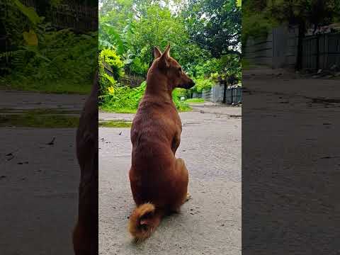 Dog After Watching Saiyaara Movie #dog #watching #saiyaara #movie