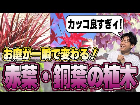 【お庭激変】植えるだけでカッコイイ「赤葉・銅葉・紫葉」の植木をご紹介します