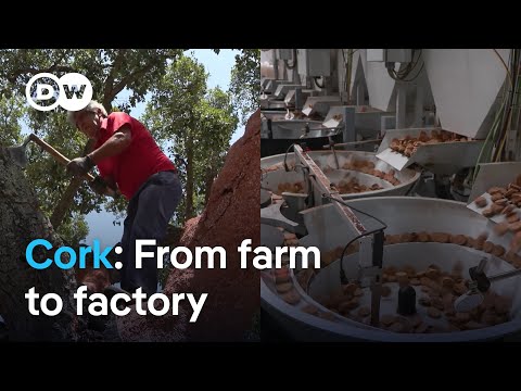 Sustainable cork: How it's harvested and what it can do | Focus on Europe