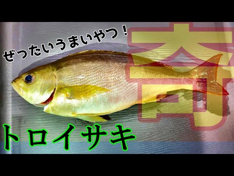 【調理】脂まみれのトロイサキをさばこうか！