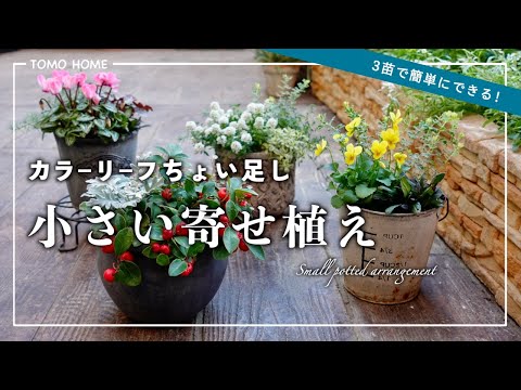 【3苗で超簡単！】定番の花で寄せ植え4つ作ってみた【ビオラ/シクラメン/アリッサム】