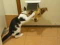 cat evicts dog at door