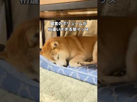 寝言のボリュームが大きすぎる柴犬 #柴犬 #柴犬のいる暮らし #shorts サムネイル