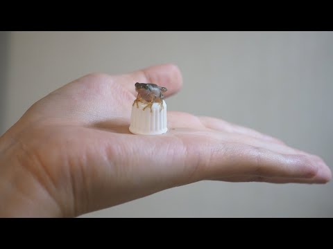 カエルの赤ちゃんにエサをあげる    Feeding baby frogs