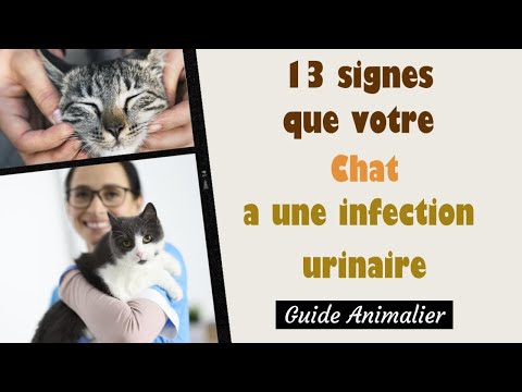 13 Signes que votre Chat a une Infection Urinaire 🐱