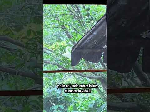 Hermoso canto #reels #shorts #parati #fyp #naturaleza #sunrise