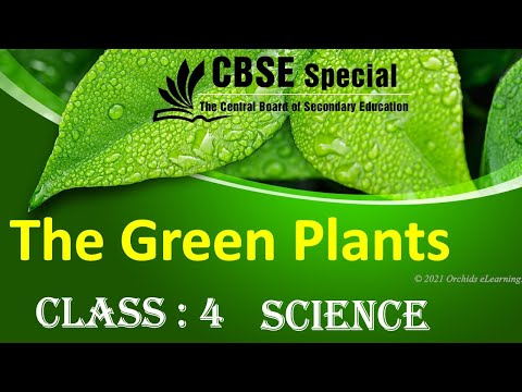 Class 4  || SCIENCE  || The Green Plants  || NCERT | CBSE Syllabus || Photosynthesis