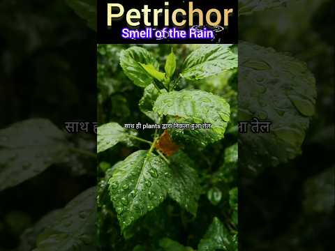 Petrichor • Smell of the Rain 🌧️ • #petrichor #smelloftherain #rain #geosmin #mittidikhushboo