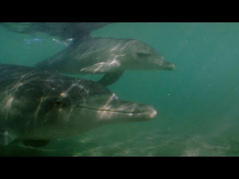 Hours-Old Baby Dolphin Learns to Swim | Puck's Story Part 3 | Dolphins of Shark Bay