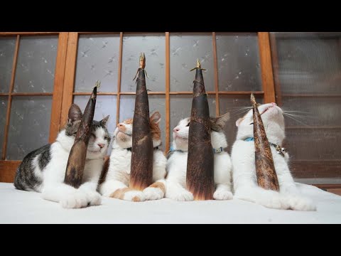 猫の動画サムネイル - たけのこ　のせ猫　250723