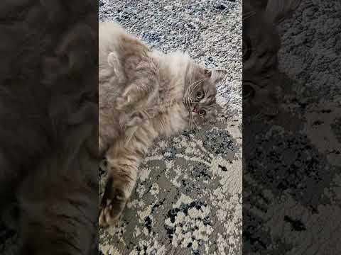 Cat's living secret 🙊 #cat #funnycats #funny #shorts #viralvideo @dojacat @LittleLove666