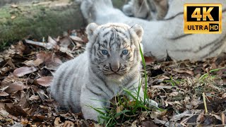【4K】ホワイトタイガー 生後33日 赤ちゃん
